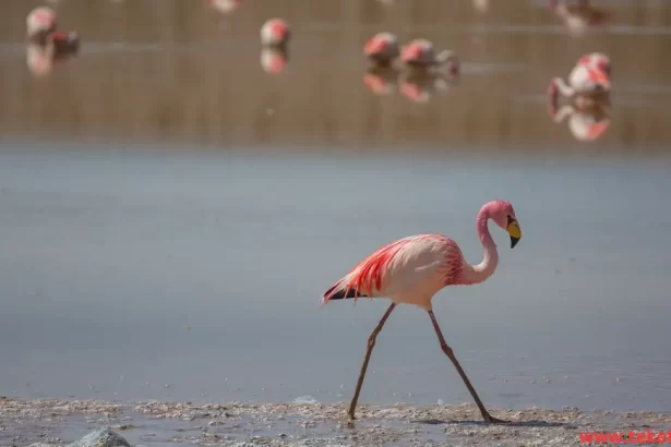 Chilean flamingo