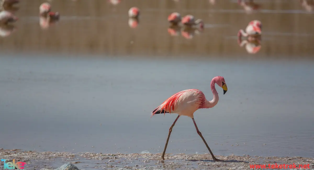 Chilean flamingo