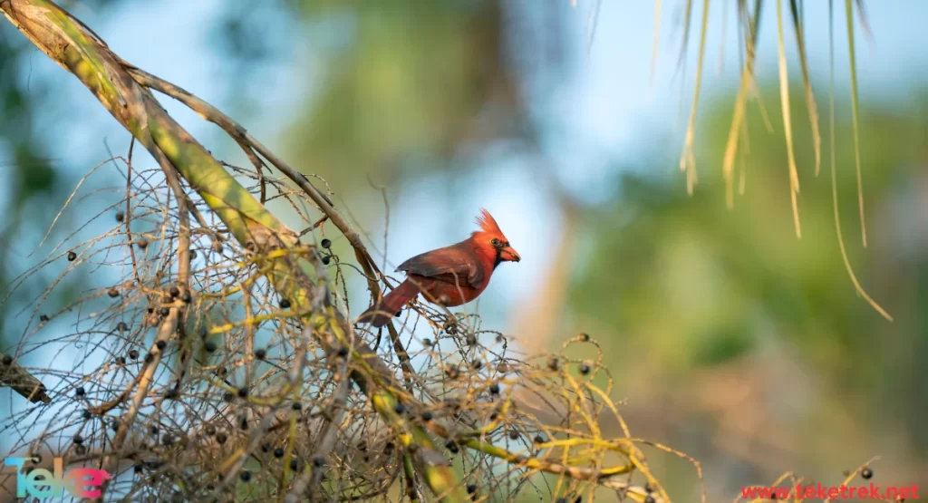 Cardinalidae