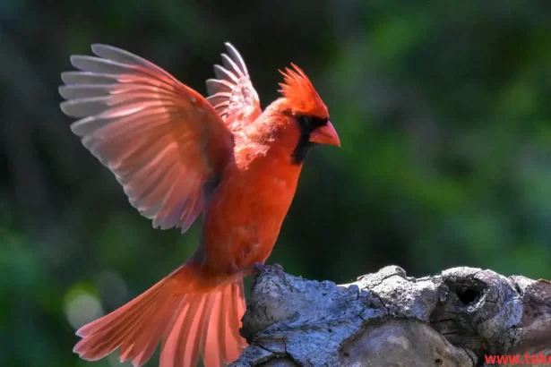 Cardinal bird