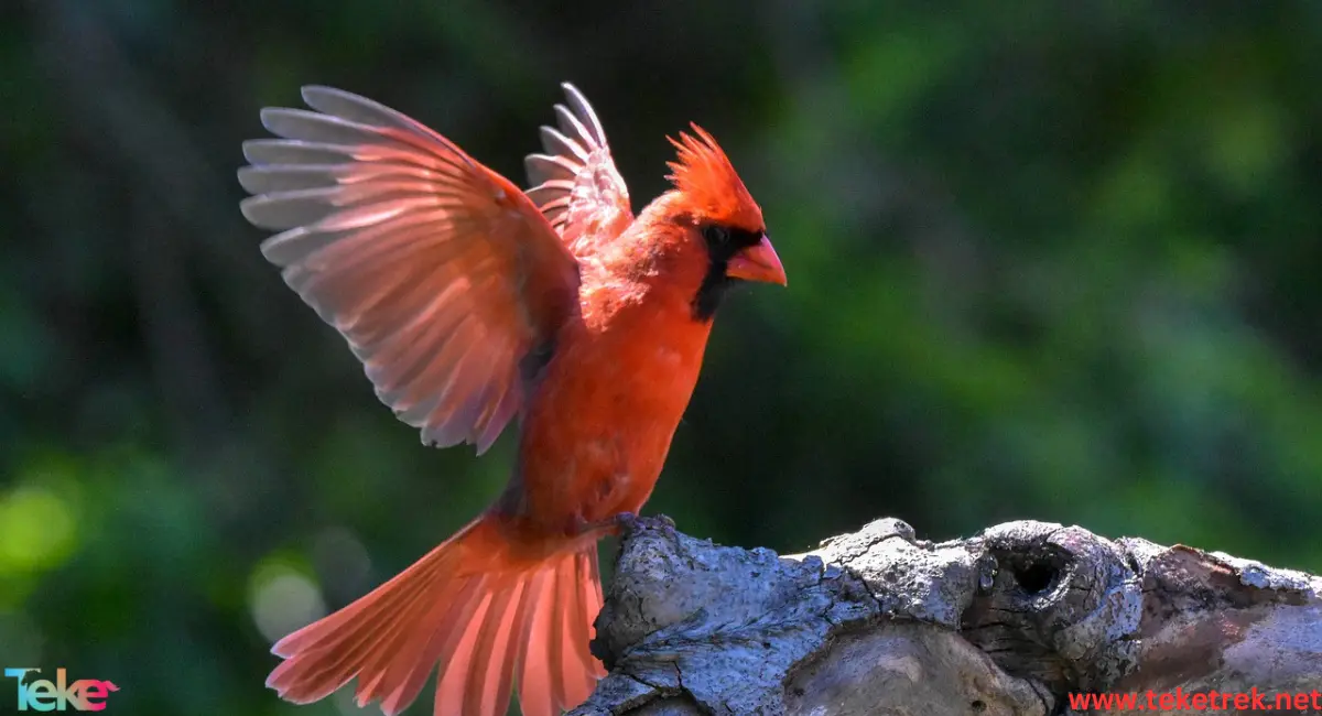 Cardinal bird