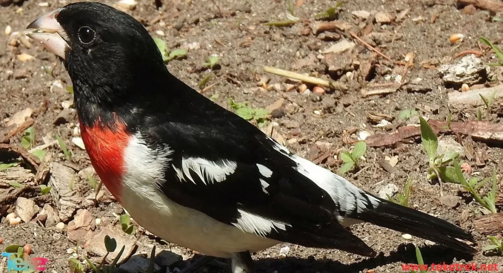 Cardinalidae