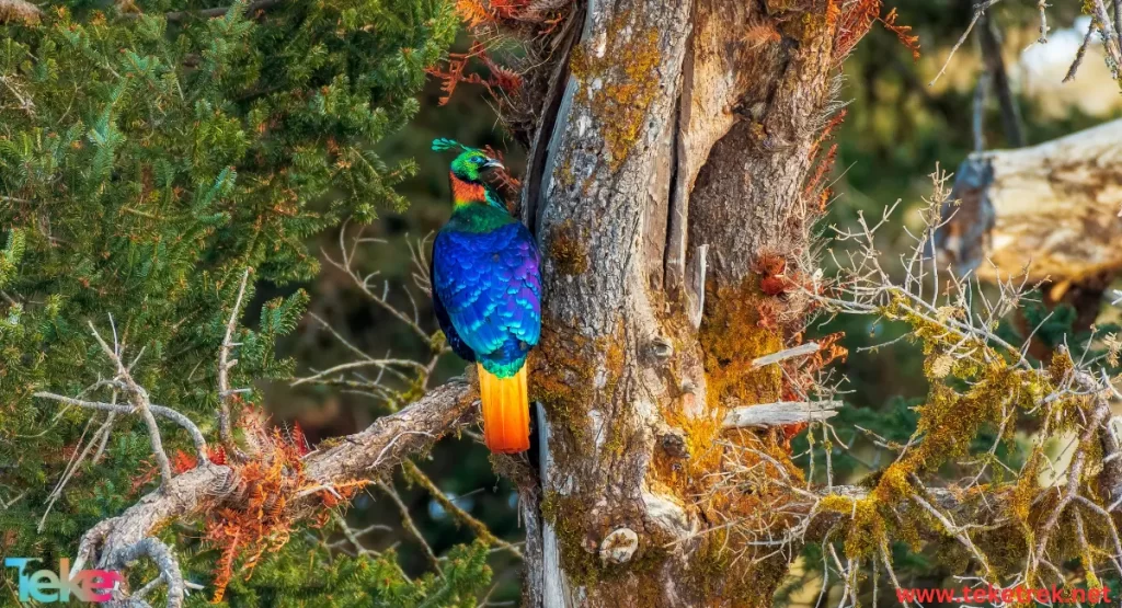 Resplendent quetza bird