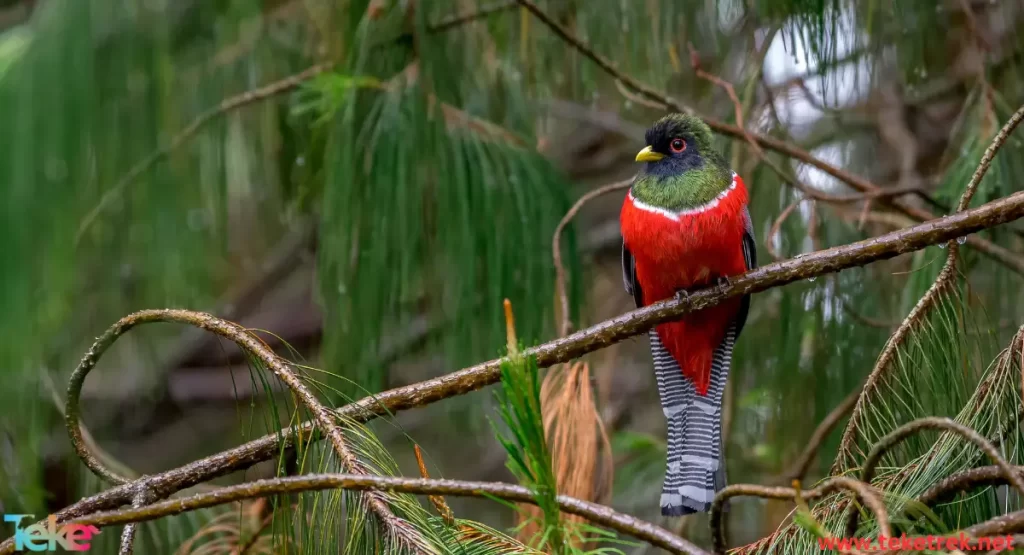 Resplendent quetza bird