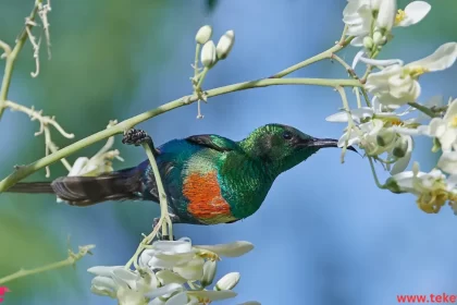 Resplendent quetza bird