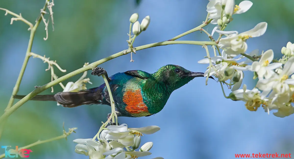 Resplendent quetza bird