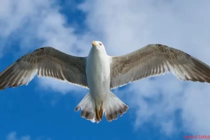 seagull