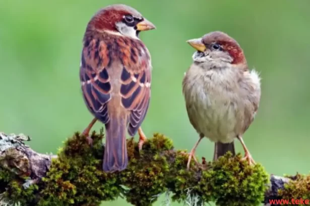 sparrow bird