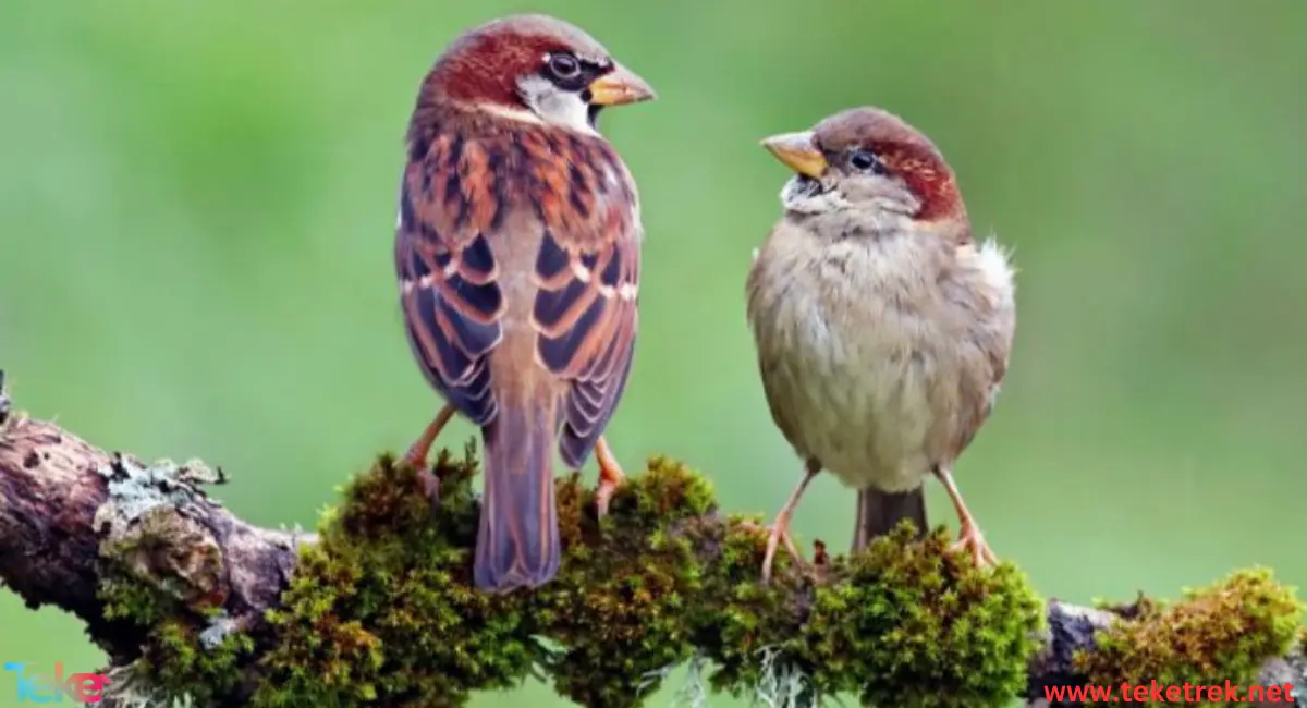 sparrow bird