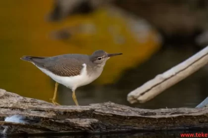 sandpiper