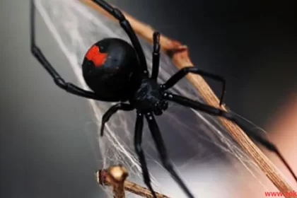 black widow spider