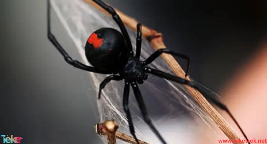 black widow spider