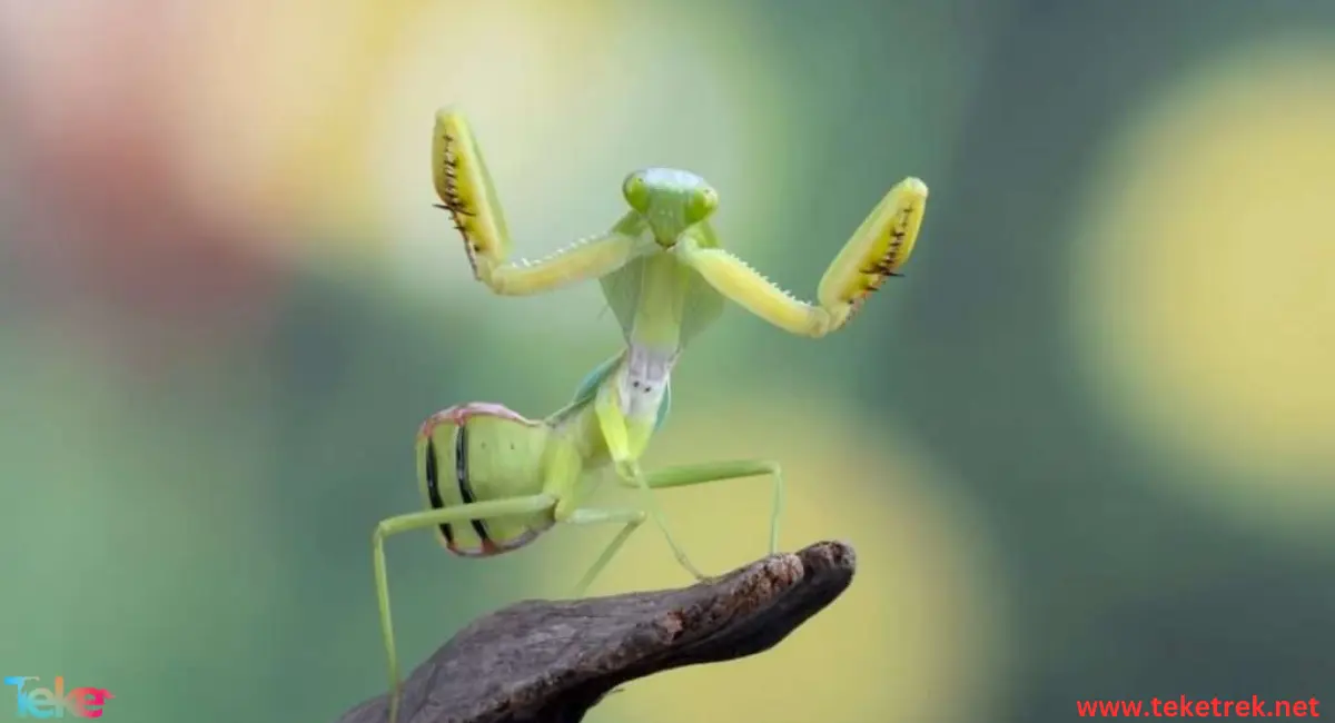 mantis