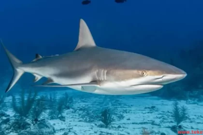 bull shark