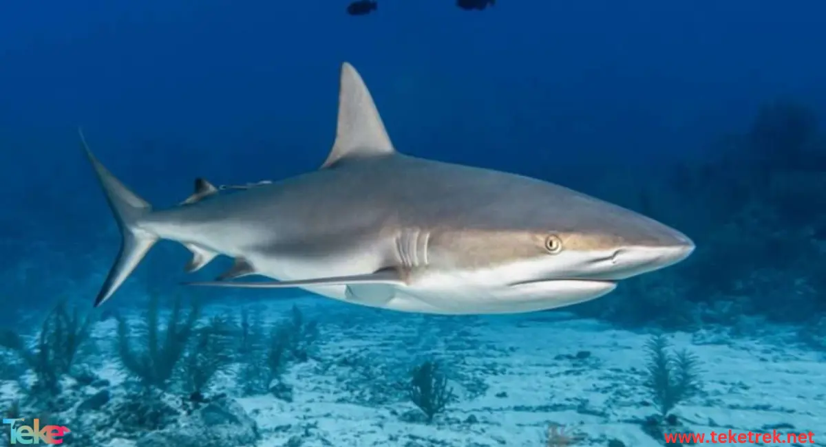 bull shark