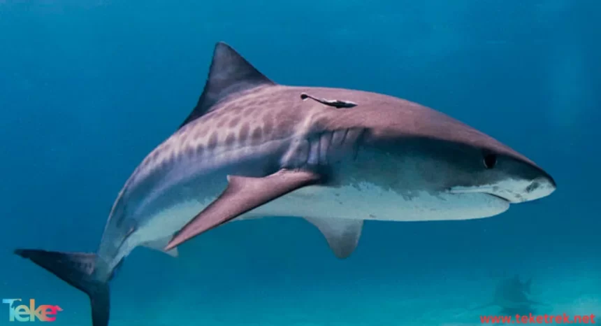 Tiger shark