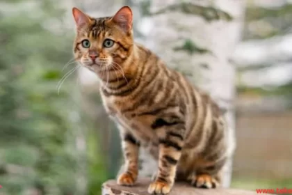 toyger cat