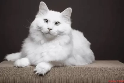 The 10 most expensive cats in the world