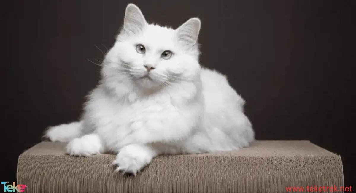 The 10 most expensive cats in the world