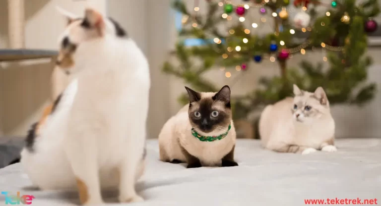 Siamese Cats