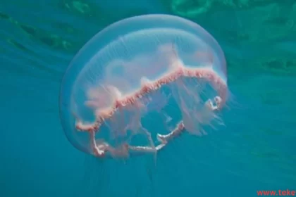 moon jellyfish