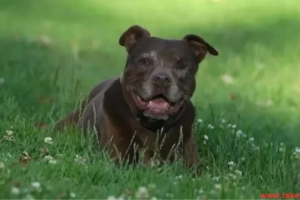 Pit bull dog