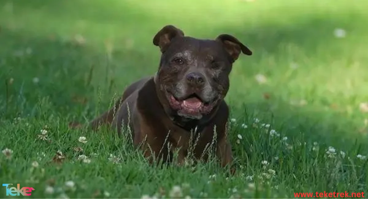 Pit bull dog