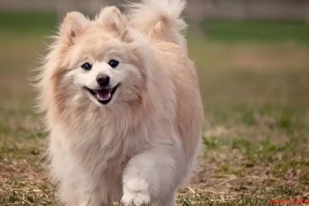 Pomeranian dog