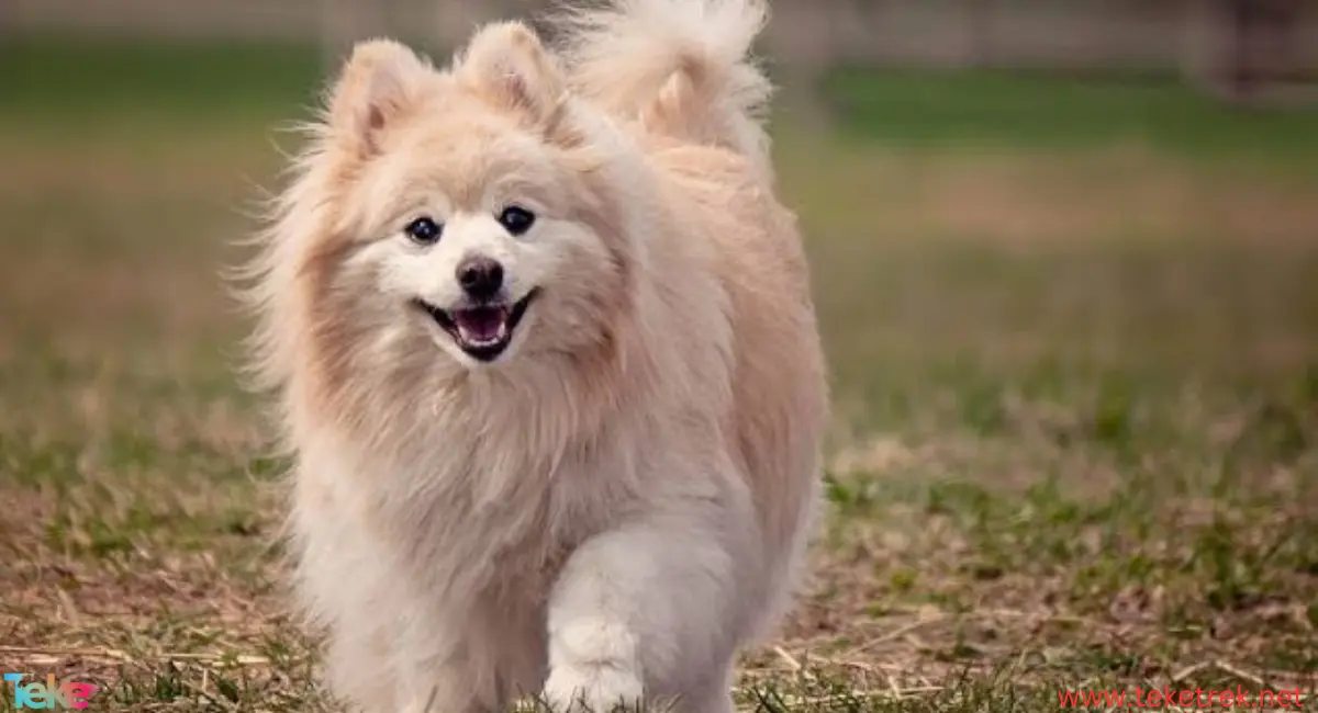 Pomeranian dog