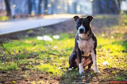 Pit bull dog