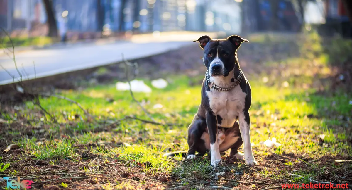 Pit bull dog