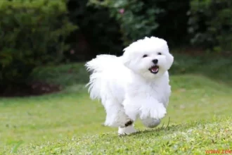The Best Types of Dogs for Home Companionship