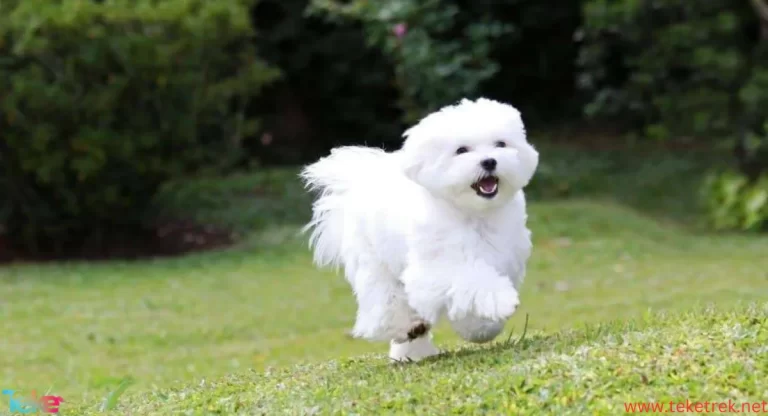 The Best Types of Dogs for Home Companionship