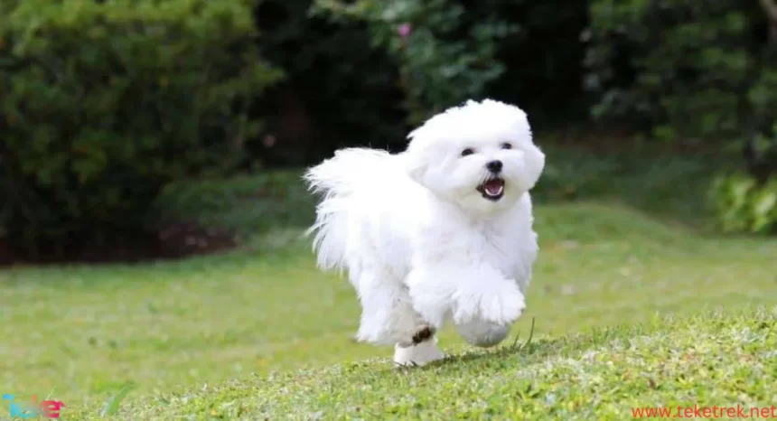 The Best Types of Dogs for Home Companionship