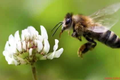 yemeni bees