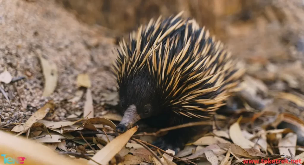  Echidnas