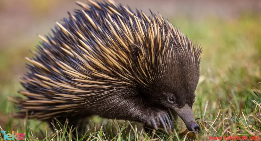  Echidnas