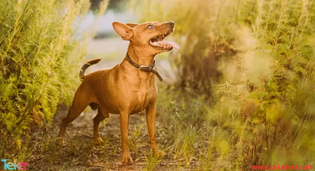 the fiercest types of dogs