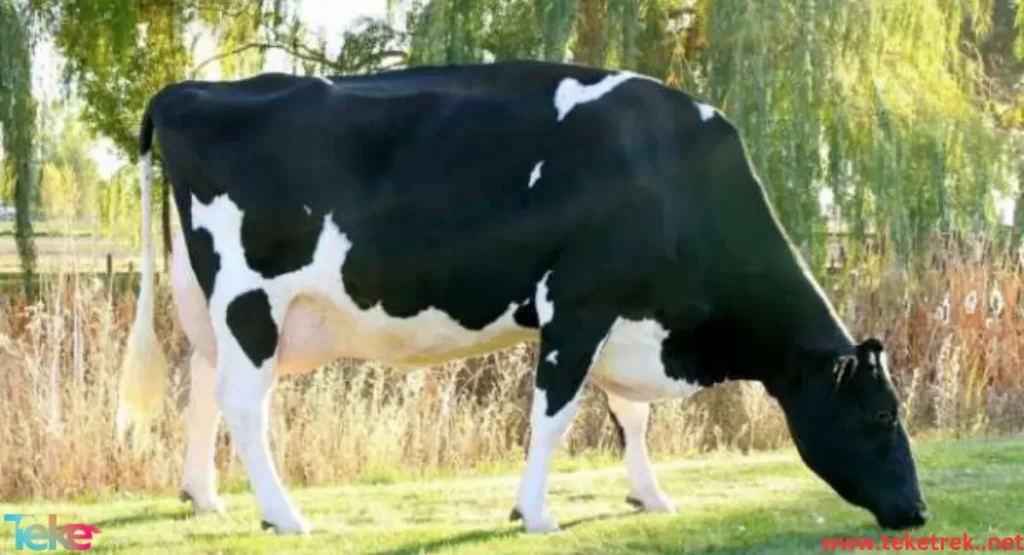  the most expensive cows in the world
