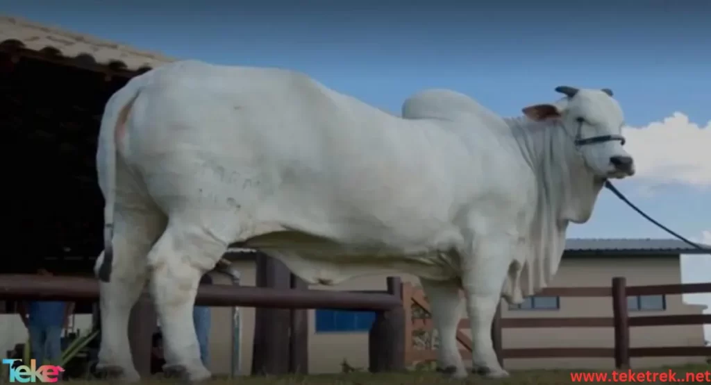  the most expensive cows in the world