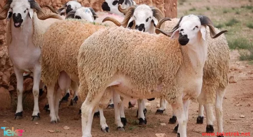 the Most Expensive Sheep in the World