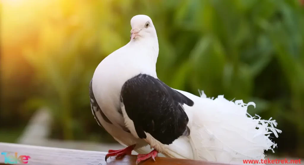 the 5 most expensive pigeons in the world for sale 