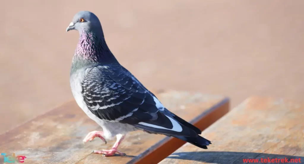 the 5 most expensive pigeons in the world for sale 