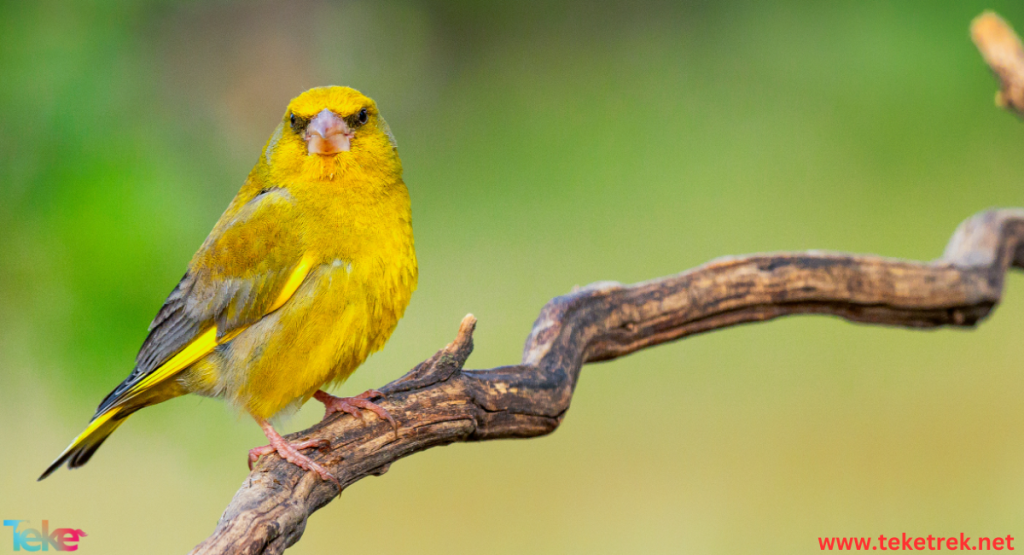 the 5 best canary species in the world