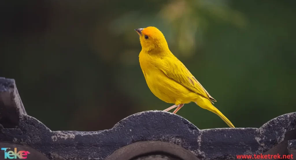 the 5 best canary species in the world