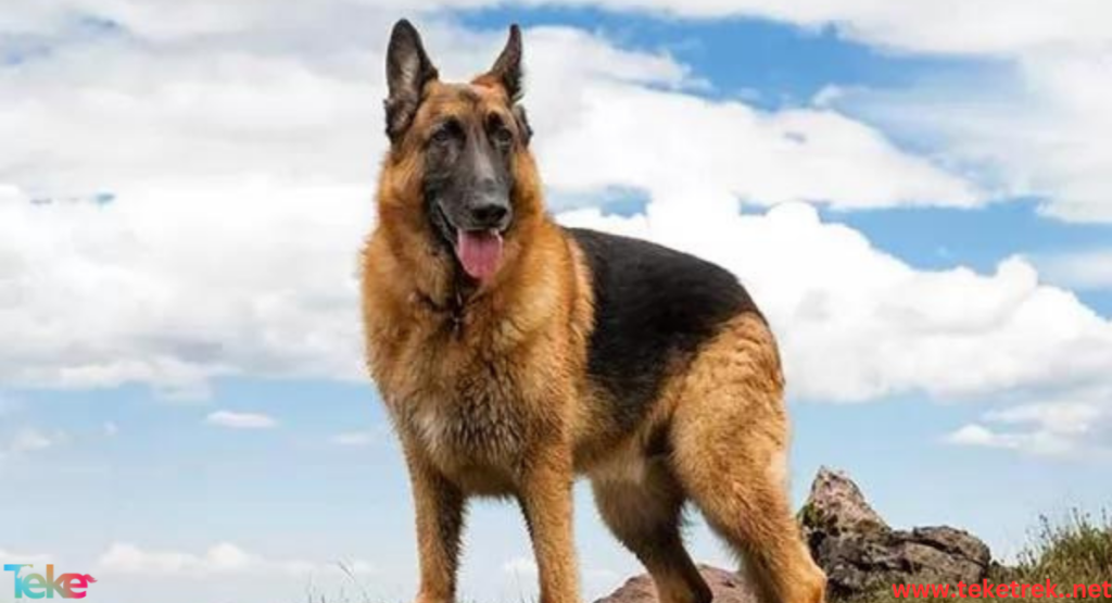 The Largest Dog Breeds