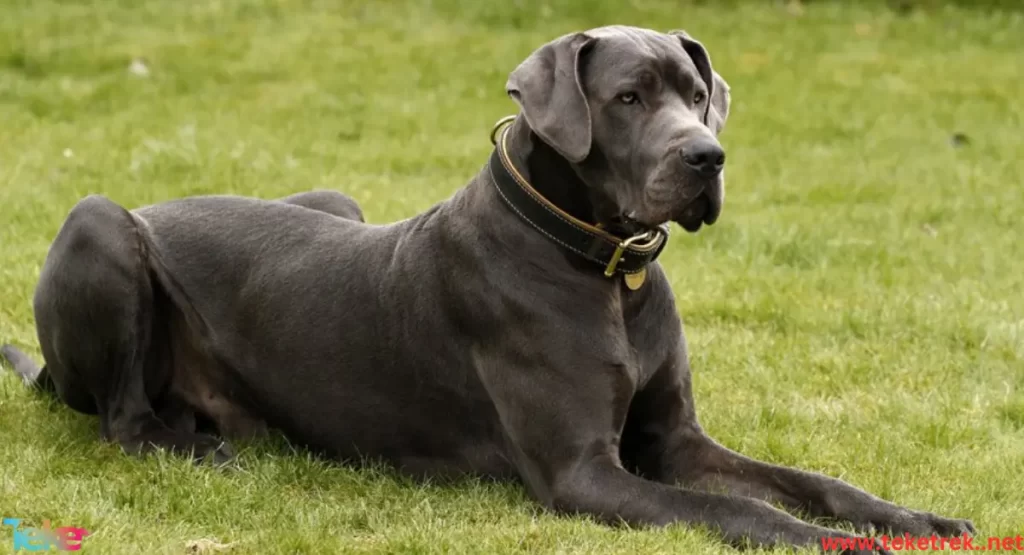 The Largest Dog Breeds