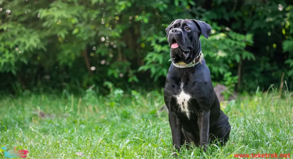 the ten largest dogs in the world