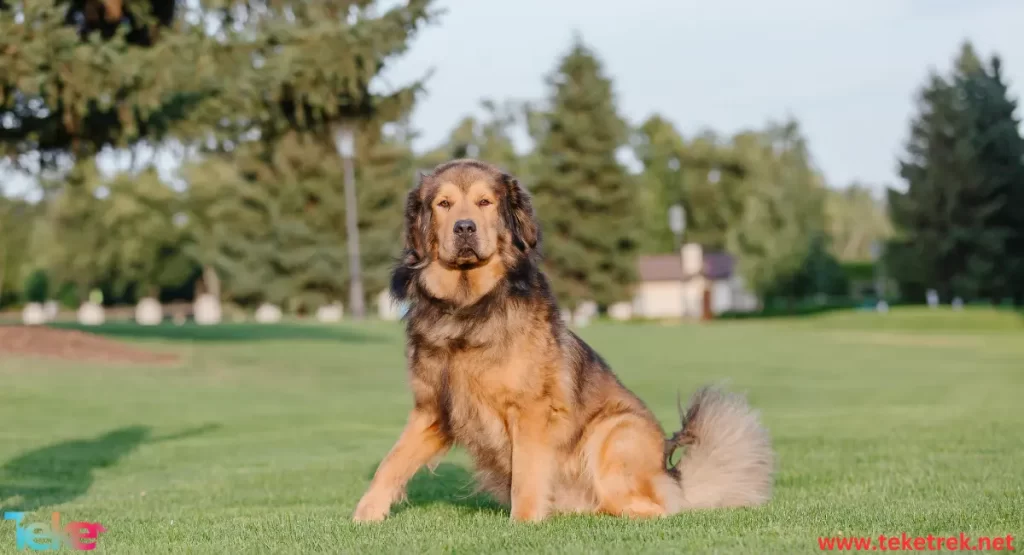 The Largest Dog Breeds