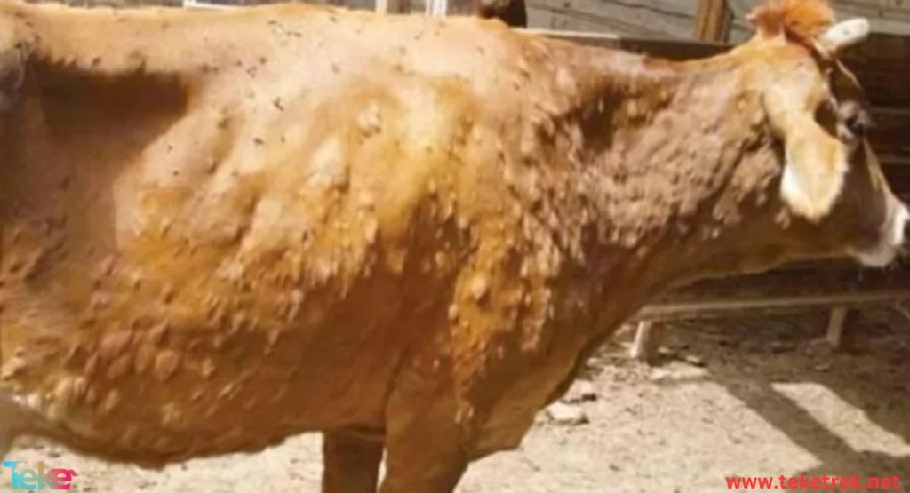 Skin Diseases in Cows